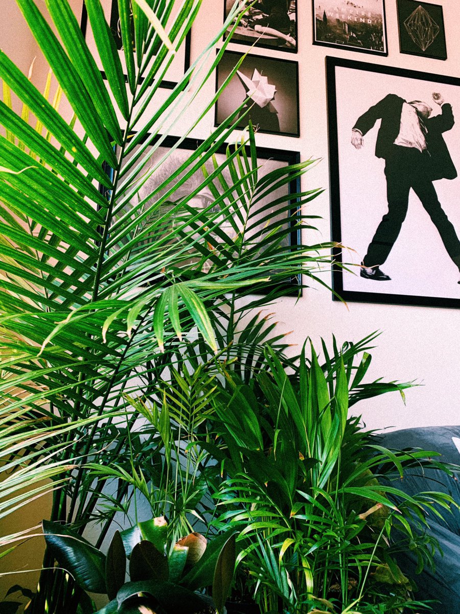 pattyplz's tweet photo. my boss in san francisco asked for an update on my plants 🌱 https://t.co/3FwDzAyBBx