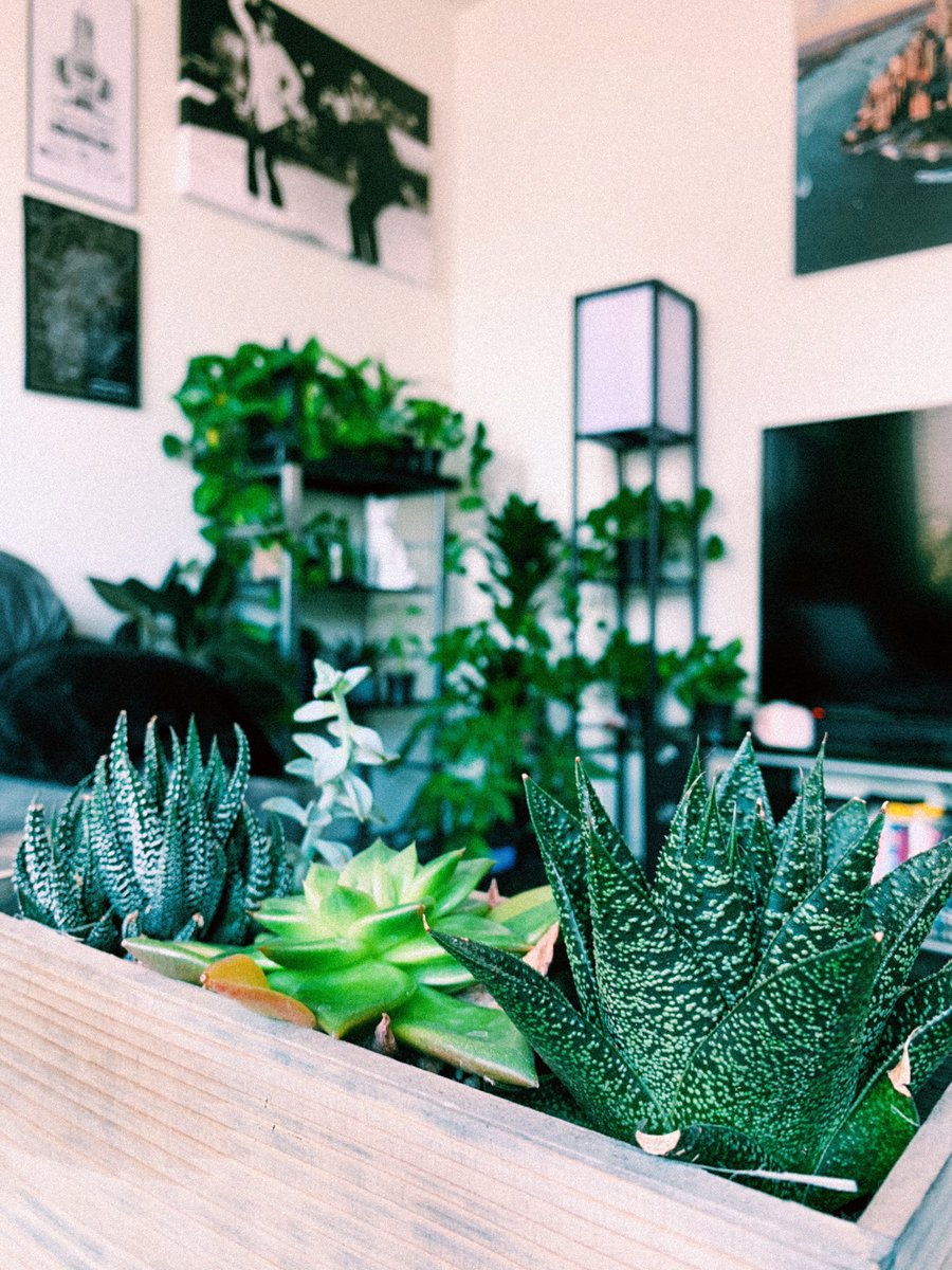 pattyplz's tweet photo. my boss in san francisco asked for an update on my plants 🌱 https://t.co/3FwDzAyBBx