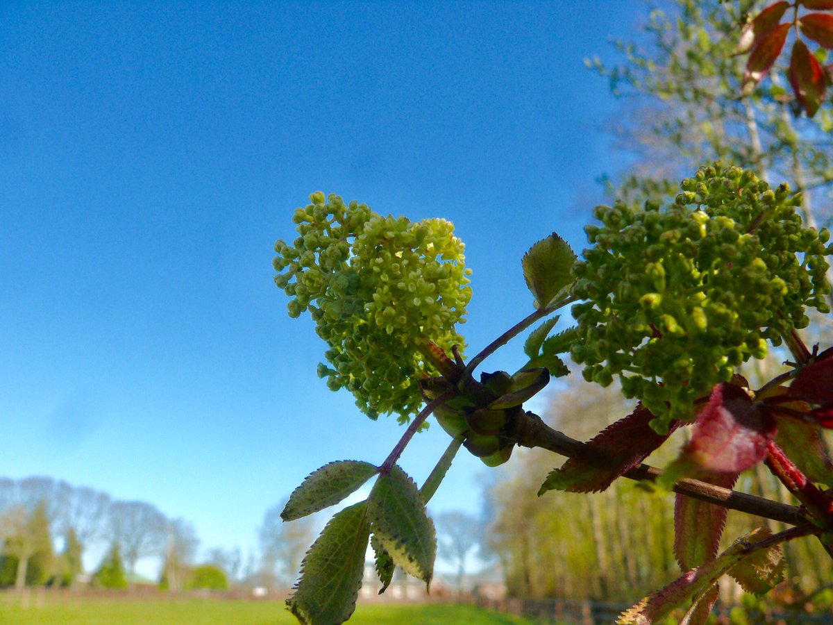 Bergvlier, Trosvlier, Bloemkoolvlier in bloei. <a href="/kiekdor/">kiekdor</a>