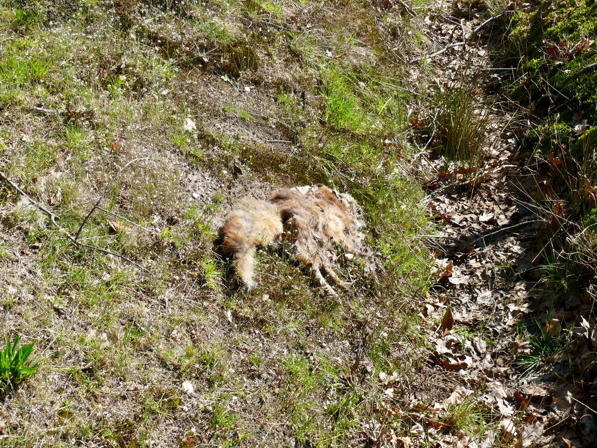 Een dode Vos in een berm in <a href="/bergendalgem/">Gemeente Berg en Dal</a> <a href="/kiekdor/">kiekdor</a> <a href="/Zoogdierverenig/">Zoogdiervereniging</a>