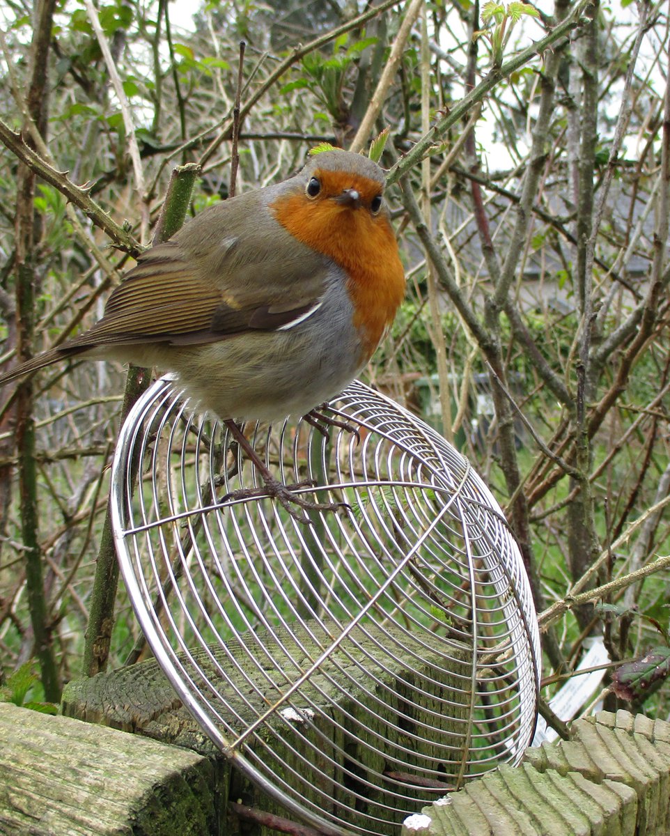 #RobinWatchRobin was so annoyed the hens were getting attention before he'd had his breakfast! He landed on the long-handled strainer I keep on a post by the hen house, for collecting the eggs from the back nest box that I can't reach, and I got a look of shocked indignation!