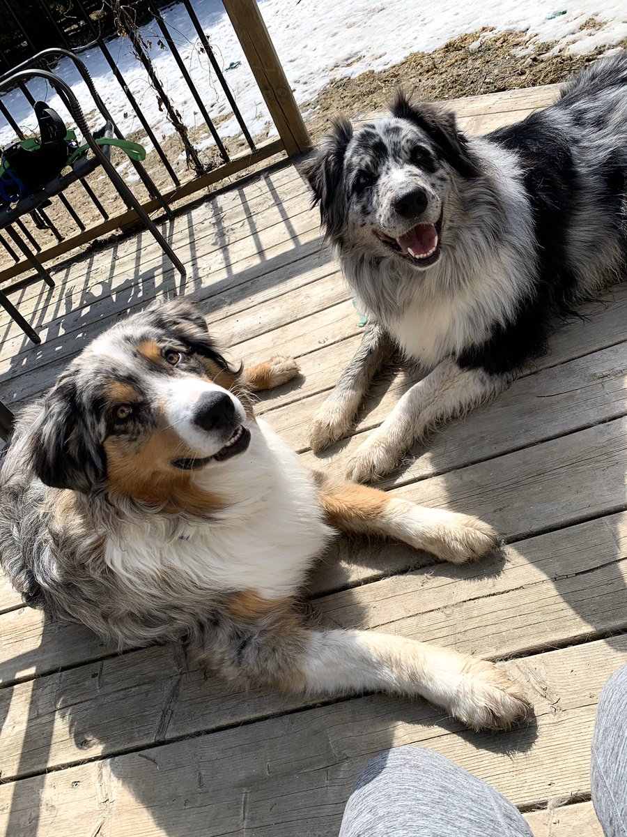 lise19's tweet photo. @girlfr0g Ace // Stinky Bum and Milo // Lovies https://t.co/VR1hAFXAem