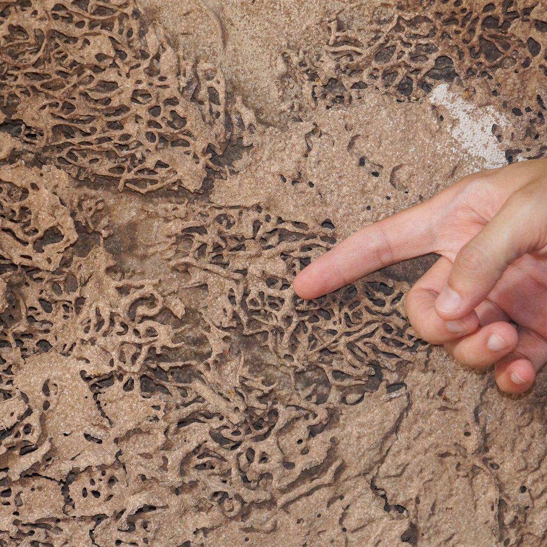 Each year, termites and similar pests cause an estimated $30 billion in damage to crops and man-made structures in the US 😳