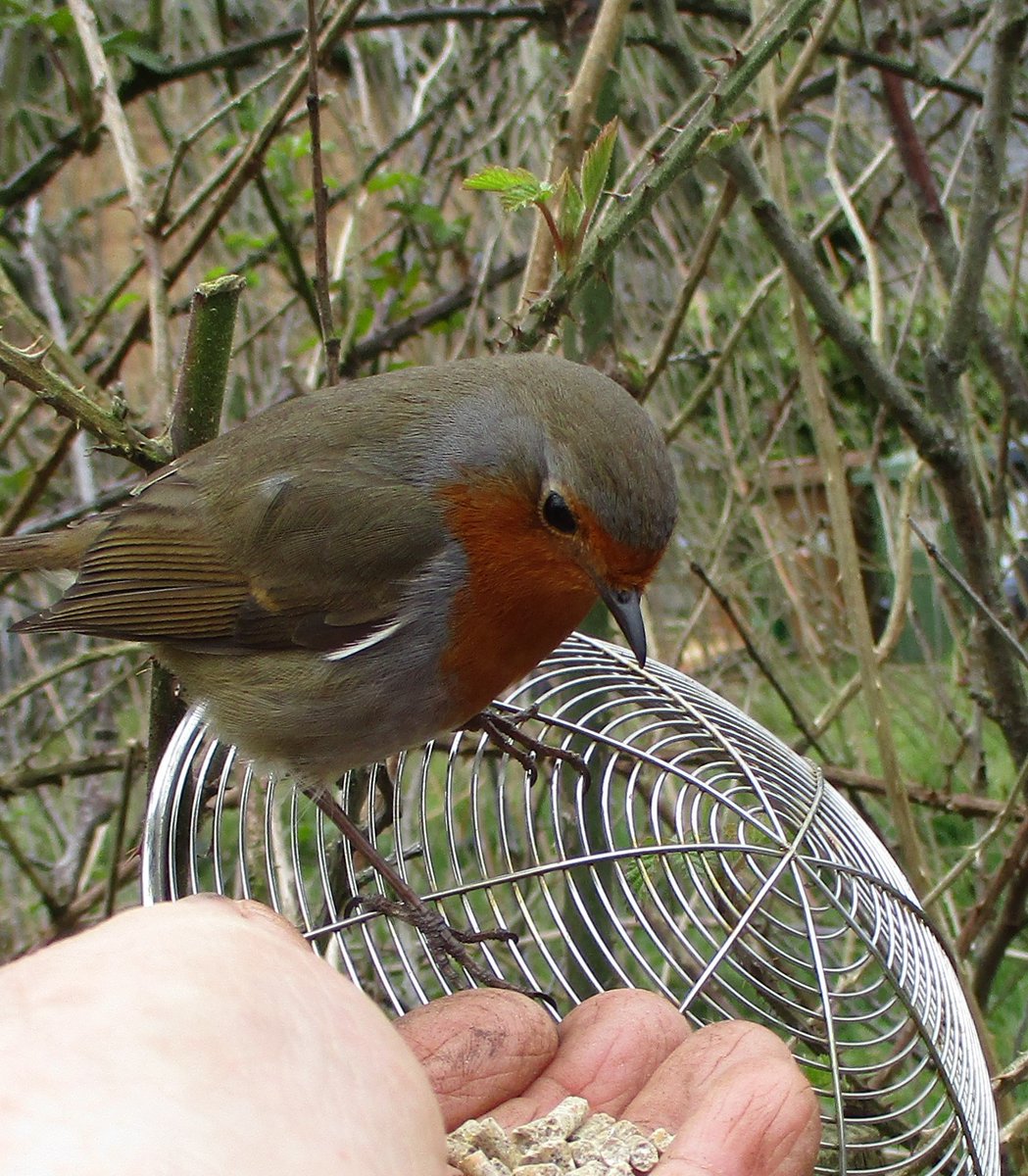  #RobinWatchAfter giving me an affronted look which clearly said "How DARE you - what about ME?" - he finally consented to eat his breakfast off my hand. (It's a good job he didn't know that strainer was once used for frying chicken joints!)