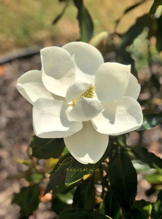 hey_iampriyanka's tweet image. 📸 To make quarantine time interesting I'm trying to learn 3D photography at home. It's totally mind blowing.

#StayHomeStaySmart 
#KodakHDLEDTV #Android9 
#ContestAlert #ContestAlertIndia 
@kodaktvindia 

Join guys
@inakbar 
@rehanak55 
@blessedkamal