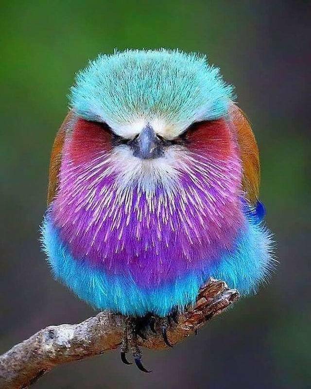 FotoGaceta's tweet photo. https://t.co/cWI5Eb8wkS everythingfox:

  “The beautiful lilac-breasted roller bird”

(via) https://t.co/wN24n0sdl6