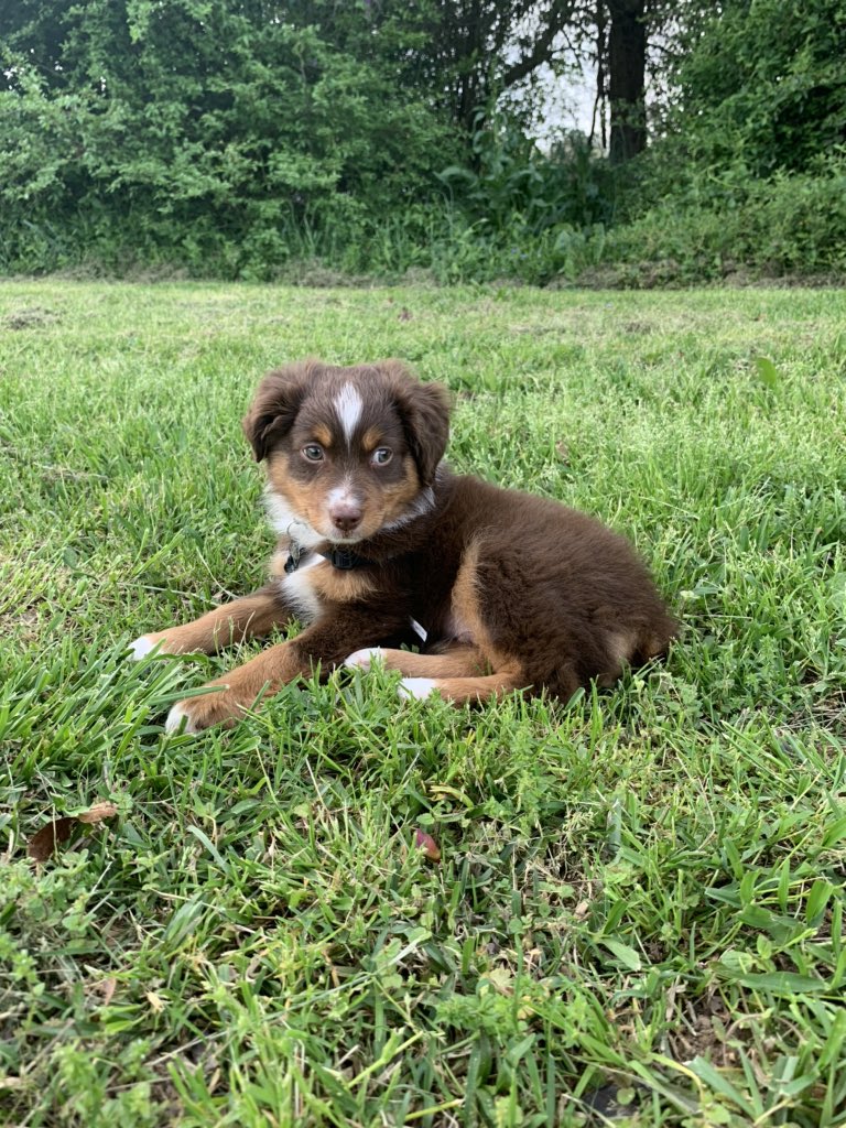 conlrush's tweet image. Blessing your TL w puppy pics