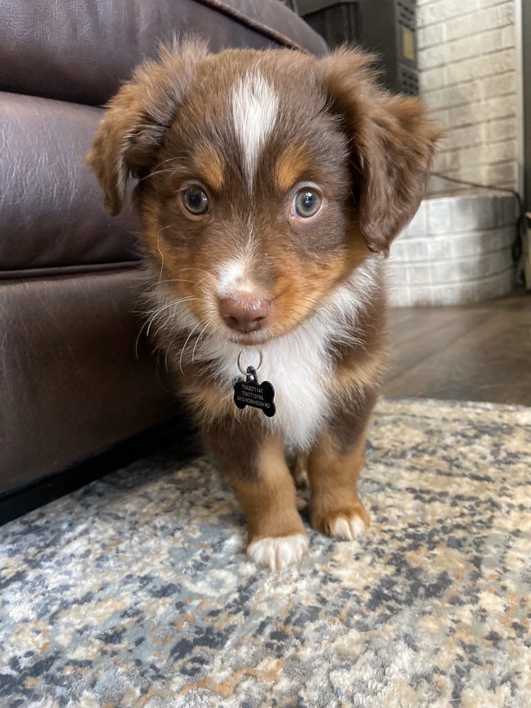 conlrush's tweet image. Blessing your TL w puppy pics