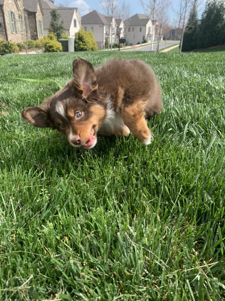 conlrush's tweet image. Blessing your TL w puppy pics