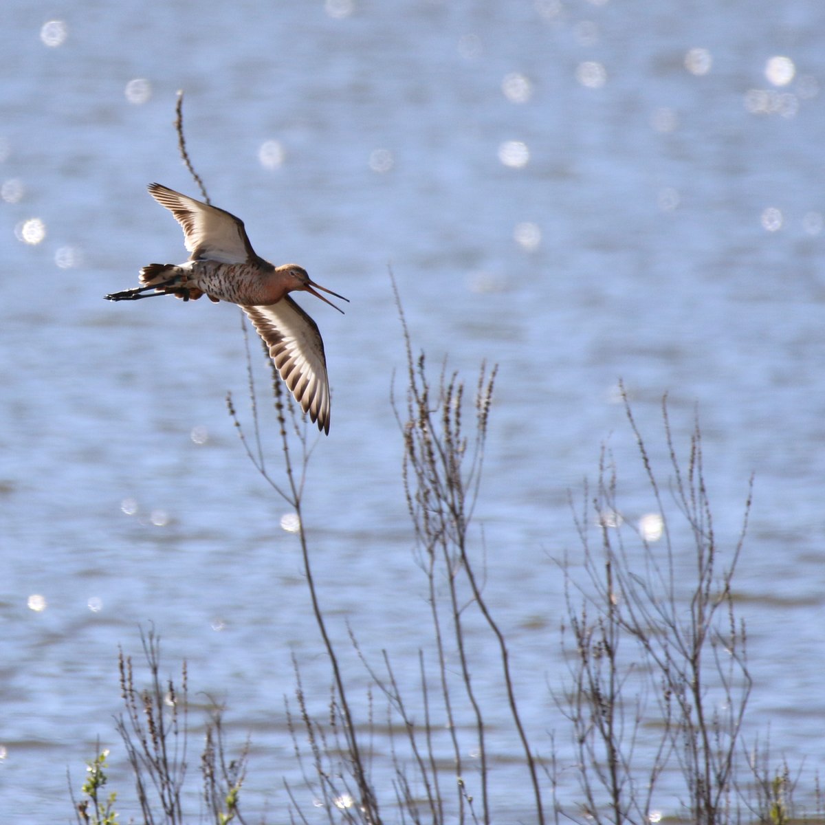 mien_dobbel's tweet photo. Lente! #grutto #lente #everdingen https://t.co/gViHEoeS3Q