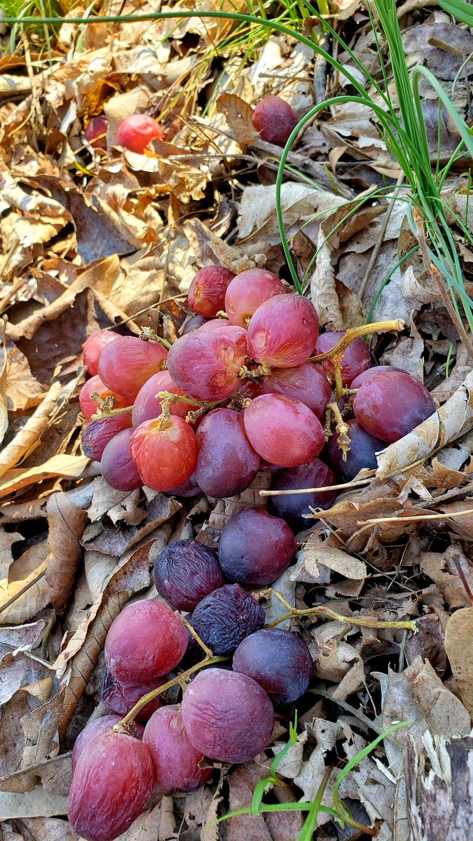 Discarded fruit is one of my guilty pleasures.