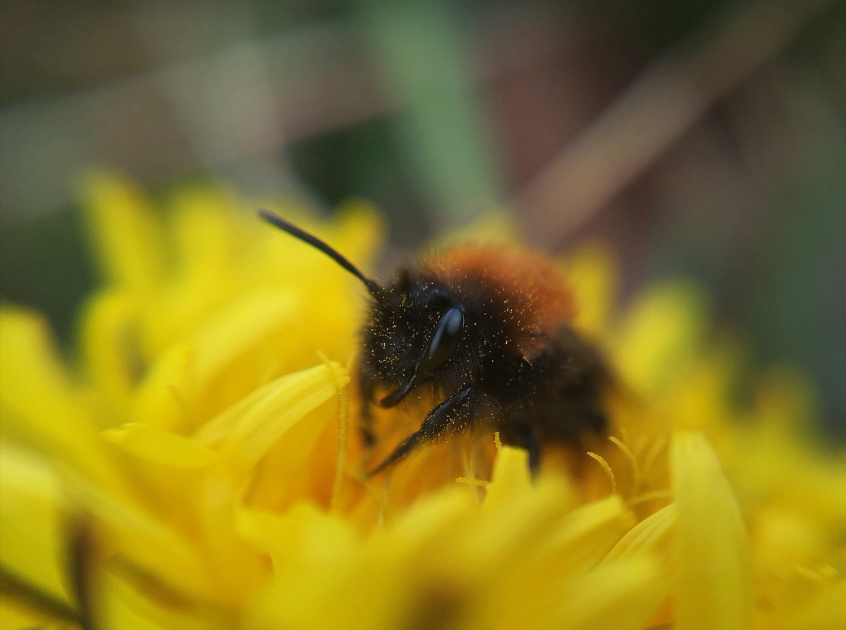 Dandelions are VITAL for early pollinators! They're not weeds, they're not ugly, they're not intruding - they're an amazing #wildflower we should celebrate & cherish. Three pollen-drizzled bees browsing dandies in this morning's sun 👌 #springwatch #SolaceInNature