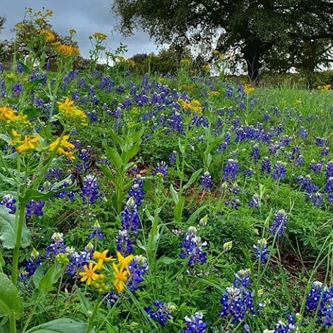 Virtual bluebonnets #Fredericksburg #texas