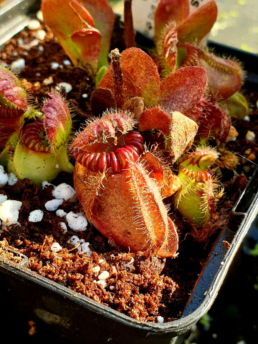 JLClements89's tweet photo. This little Cephalotus follicularis had some TLC today, it had started to get smothered by moss. #Cephalotus #Cephalotaceae #CarnivorousPlants https://t.co/GGwkj6q4pC