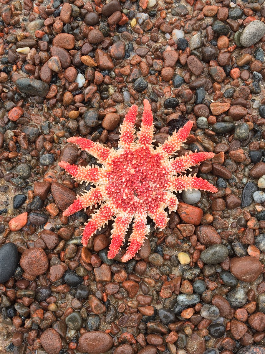 Found a starfish today. It was missing two arms and it was dead, but still #beachfinds #lockdown #nakedchallenge