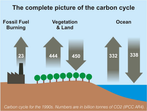 First, don't look to short-term monthly concentrations for evidence of a drop in human emissions. Over timescales shorter than a year, CO2 is primarily controlled by the biosphere which releases (and absorbs, which is key) ~10x more carbon than humans.