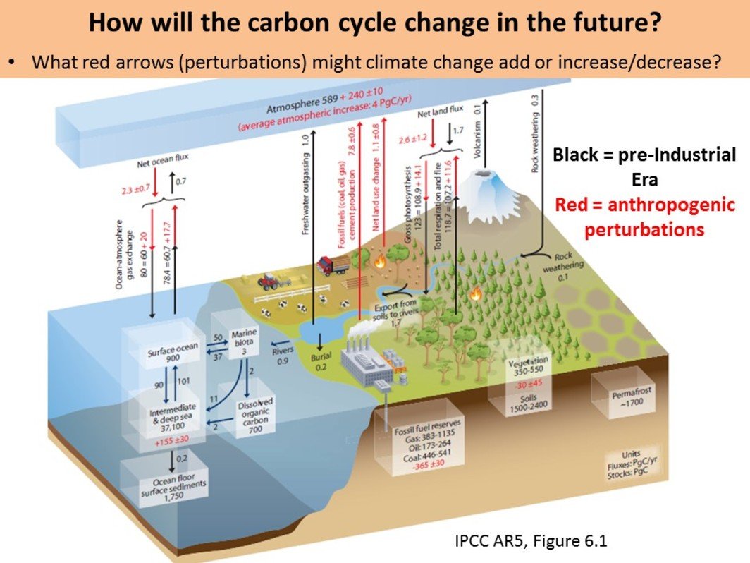 First, don't look to short-term monthly concentrations for evidence of a drop in human emissions. Over timescales shorter than a year, CO2 is primarily controlled by the biosphere which releases (and absorbs, which is key) ~10x more carbon than humans.