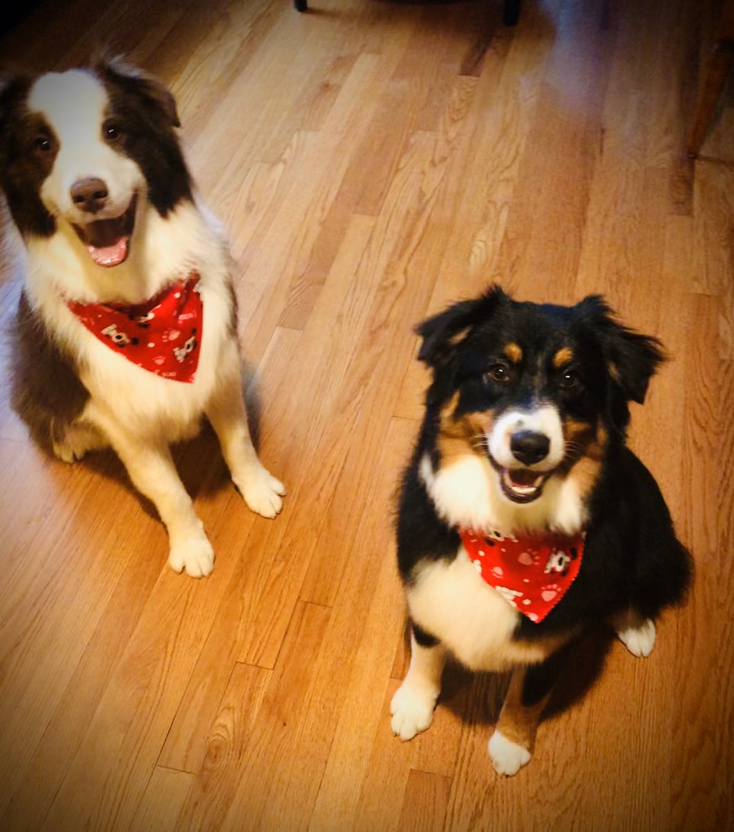 mrs_sorrell's tweet photo. Here’s a cute puppy picture to brighten your day! 

#aussiepups #geriandfreki #quaratinedlife #smileytime https://t.co/2x9Cw6fIQc