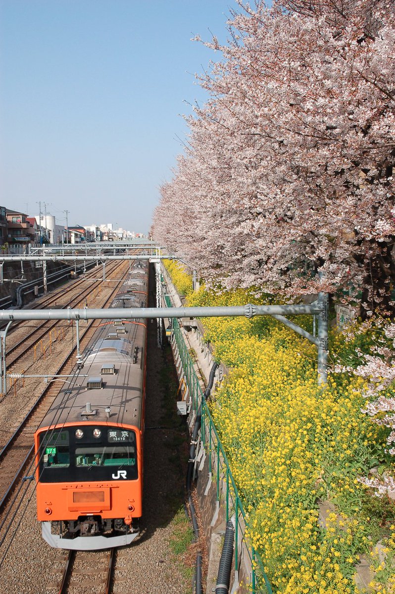 Unatrain's tweet photo. #201系 #桜 https://t.co/K9Oy6NluDE