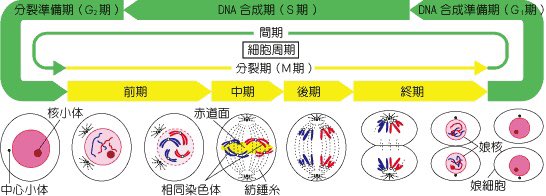 医師国家試験クイズくん Su Twitter 微小管阻害薬にはタキソール パクリタキセルなどが含まれます 微小管を形成するチューブリンに結合し 微小管の重合を阻害することで細胞分裂を抑制します そのため 細胞周期ではm期に強く作用し 時間依存性に作用していきます