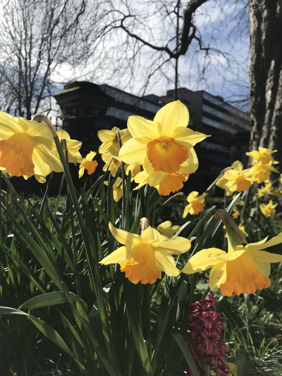 summerstown182's tweet photo. #DaffOfTheDay Sadly #StreathamCemetery #GarrattLane  is now closed but hopefully everyone got in there to see the historic daffs looking their best, one more time in case you didn’t #flowertothepeople #BloomingTooting #SpringUprising https://t.co/DF3umWYTFg https://t.co/qexknwlky5