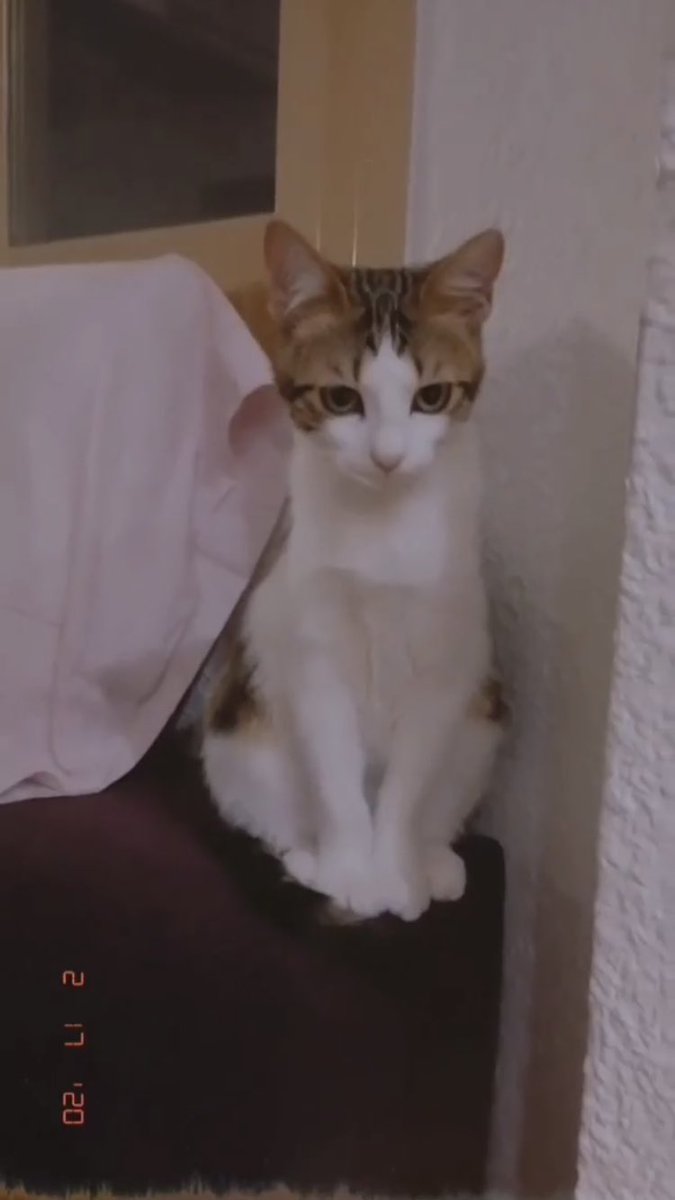 sxrxybiebs's tweet image. GATA PERDIDA ENTRE LAS MARGARITAS Y JUAN DE LA CIERVA (GETAFE) POR AVENIDA DE LAS CIUDADES NÚMERO 10.
POR FAVOR SE AGRADECE DIFUSIÓN. SI LA VEIS PONEROS EN CONTACTO CONMIGO.