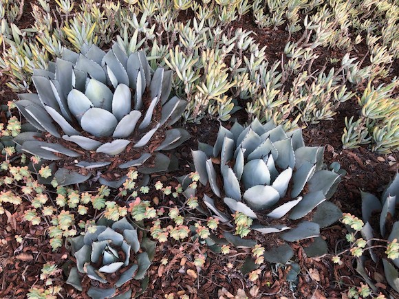 Neighborhood walking: Stroll around Atherton on an April evening inmenlo.com/2020/04/04/nei…