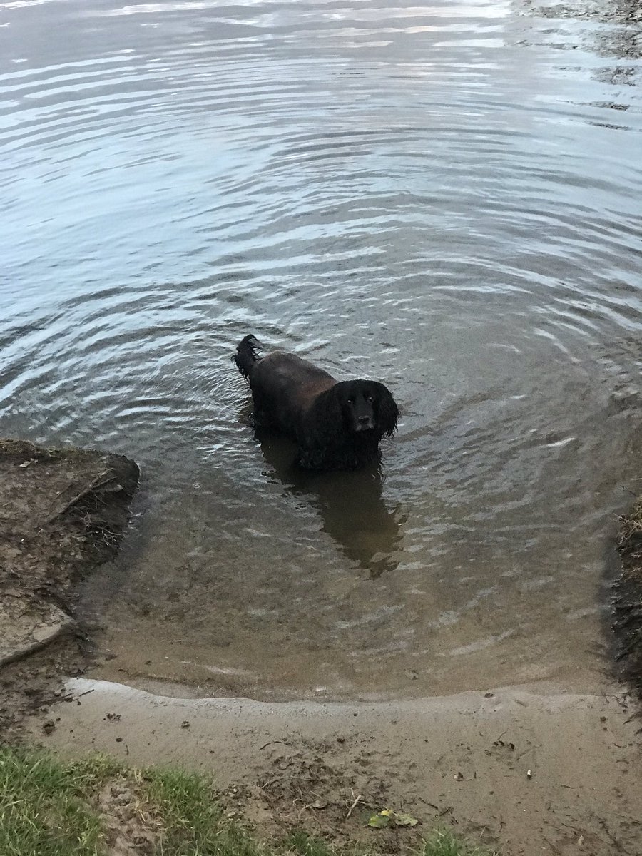 BedfontEaglesMT's tweet photo. My two dogs are loving this lock in. Never had so much attention having everyone at home.
(Only one walk per day tho).

#tryingtoseethebrightside🙃 https://t.co/v8ZV9UPPGd