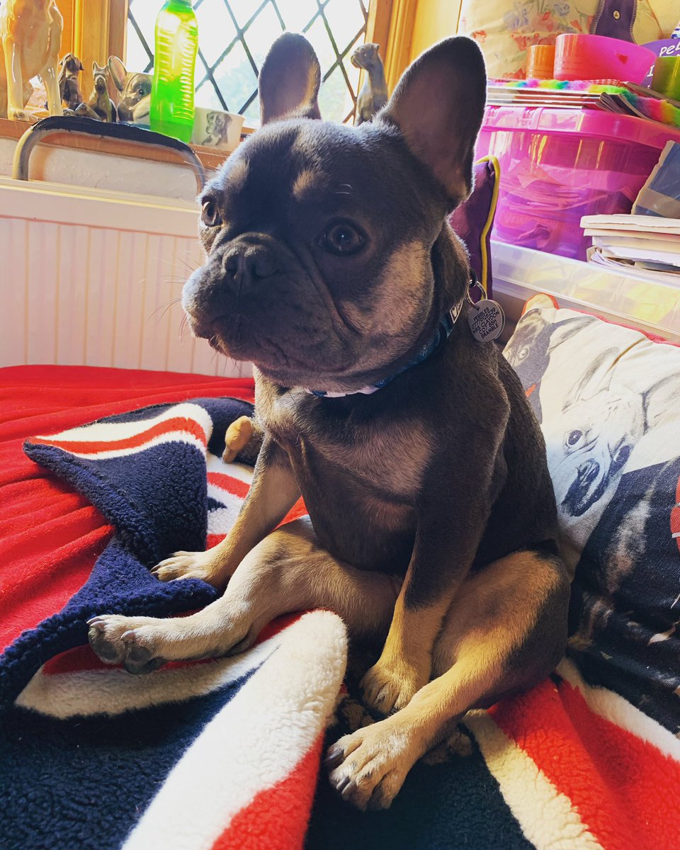 PebblesFrenchie's tweet photo. Watching the other Frenchies on screen at todays Virtual Frenchie Cafe ๐ง#frenchbulldog #frenchiesofinstagram #frenchie #sittingpretty #cafe #cake #zoom https://t.co/nSpLW58QbQ