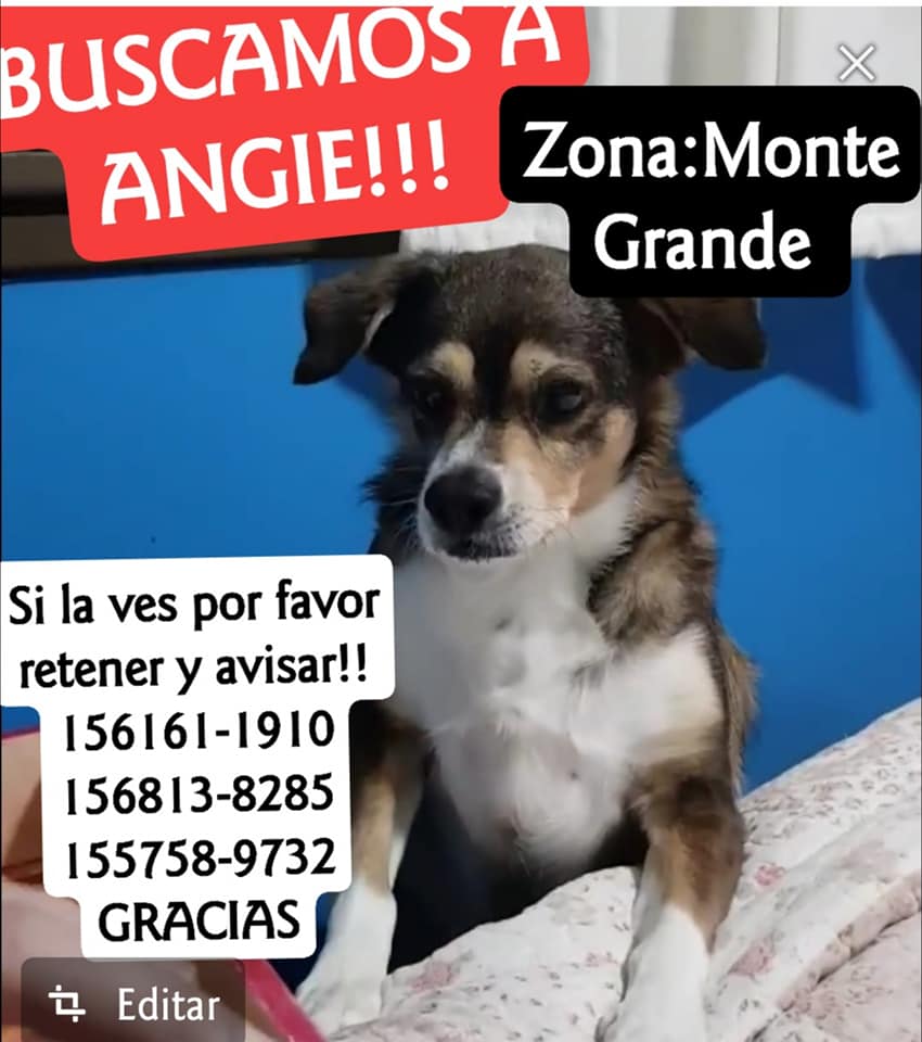 ComoNoAdorarlos's tweet photo. ANGIE SE PERDIÓ EN MONTE GRANDE el 23/12/2019!!! su familia desesperada no para de buscarla  SI LA VEN RETENERLA Y COMUNICARSE CON SUS DUEÑOS POR FAVOR!
CONTACTO : 156161-1910 https://t.co/JNLjq4Qoyf
Gracias por RT @FernandoPRENSA https://t.co/lIpbPLM9pZ