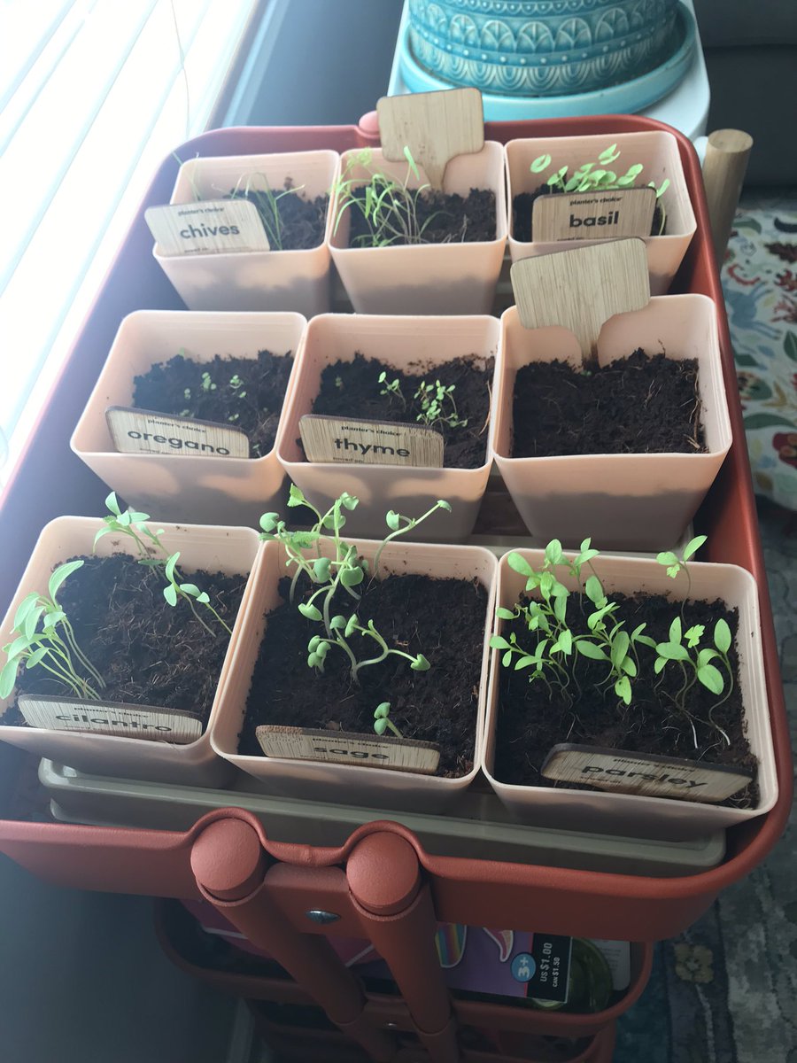 kateimurray's tweet photo. @1337Ryan How are you growing anything in that place?  You need sunlight....  I bought a good herb starter kit on amazon... https://t.co/Sp6S3tHvx3