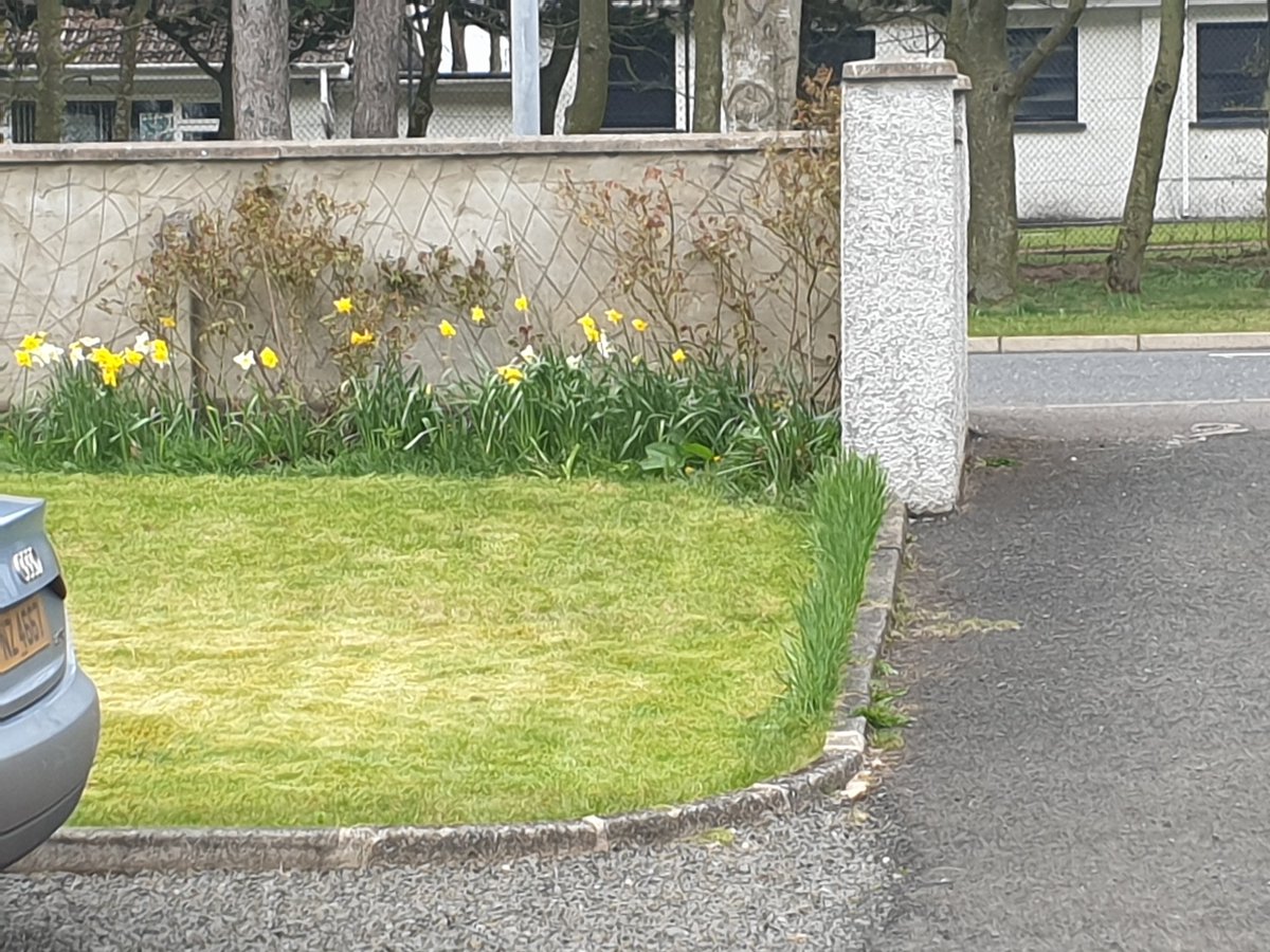 MalMcCurdy's tweet photo. Grass cut and fertiliser sown. Scheduled in the diary for a cut next Saturday again. #boredathome https://t.co/u54x6ZjHUx