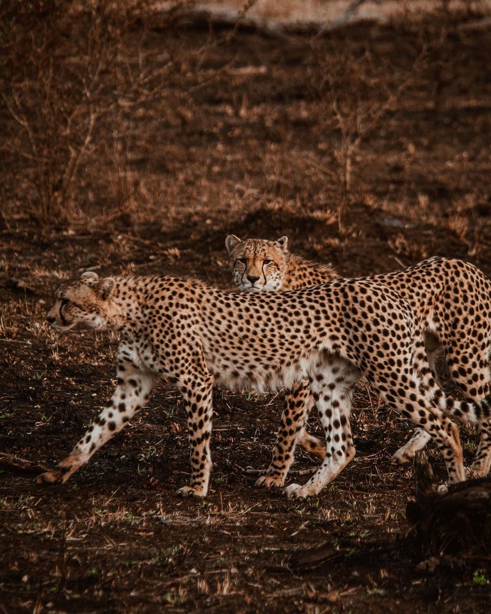 southafricauk's tweet photo. Missing out on your safari? Don't worry - we'll do our best to bring the wildlife to you! 🦁🐘🐾 #meetsouthafricaLATER

Pictured are some of the legendary animals you might be lucky enough to see. Photos by @alexpreview on Instagram. https://t.co/vzBZ4lR7mb