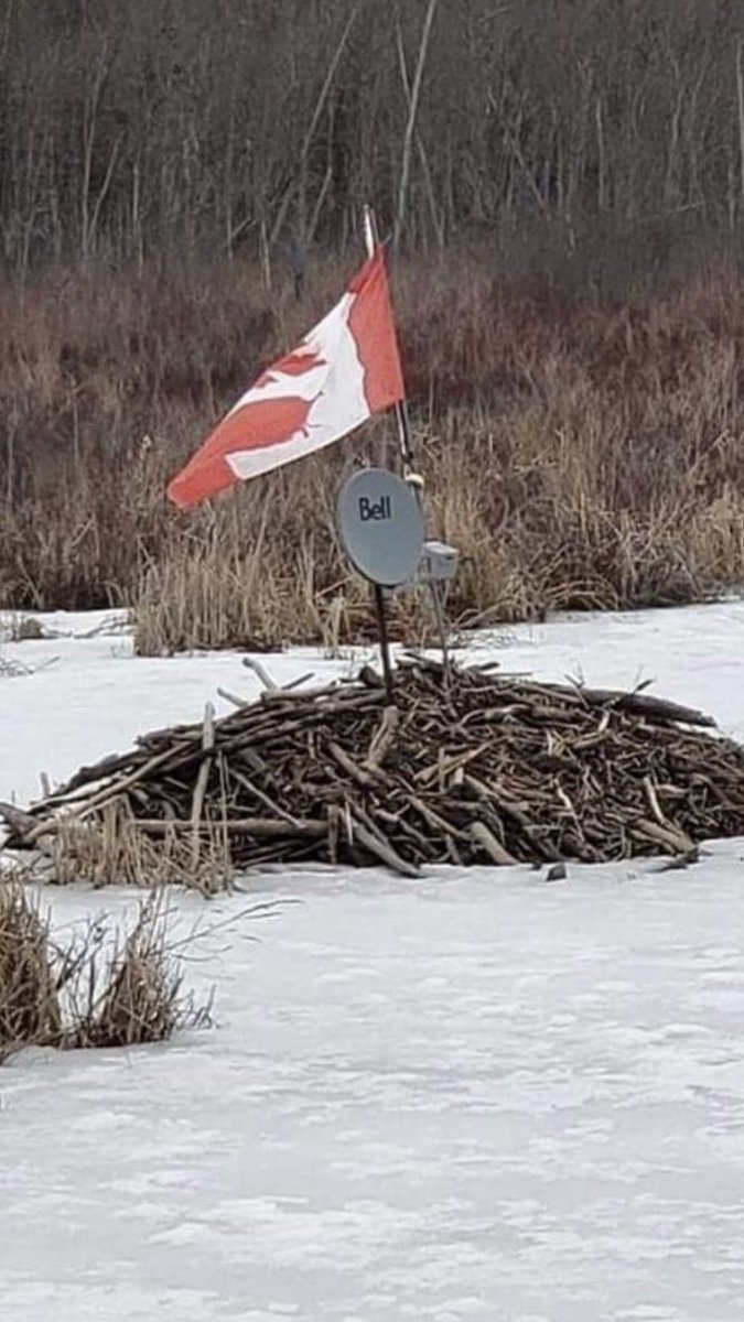 BigShowBrad's tweet photo. Meanwhile over here in the #MackenzieDelta one family has taken this self isolating to a whole new level @SetlonoyegheeLn @katezuray @stanzuray @trappinginctv @HowardStern @sternshow @RHoman89 #OhCanada #Northof60Boyz https://t.co/kHdbkcG0vP