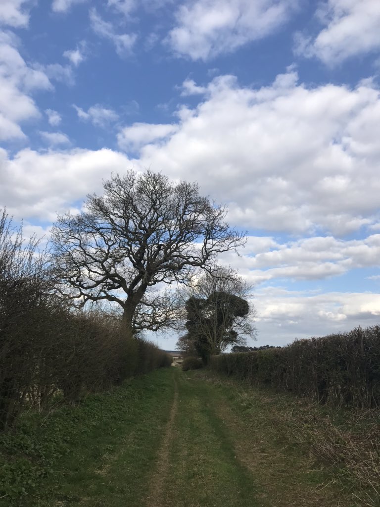 _AndyClements's tweet photo. As I approached this tree on my evening local exercise walk 35 Fieldfares flew out of it. You can experience migration anywhere @BirdTrack #completelists #lockdownlisting https://t.co/0B07gJPiGF
