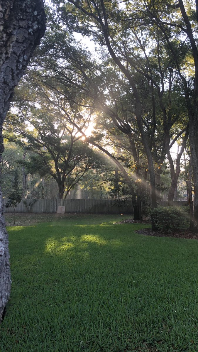 KellyJBlatt's tweet photo. @jk_rowling My morning view in Lutz, Florida https://t.co/CsFAbNkRhk
