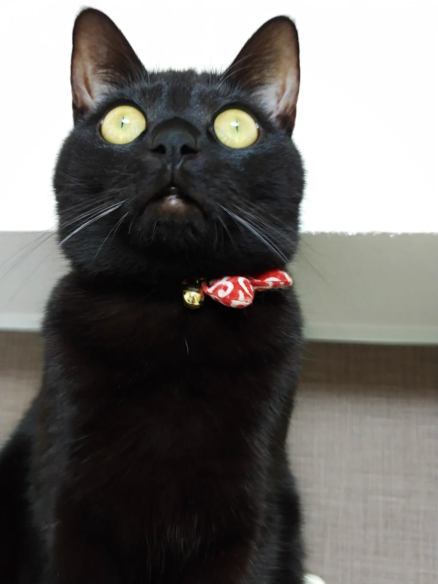 可愛いけどちょっと怖い？ www虫を見つけた時に宇宙と交信しているような顔になる猫！ www