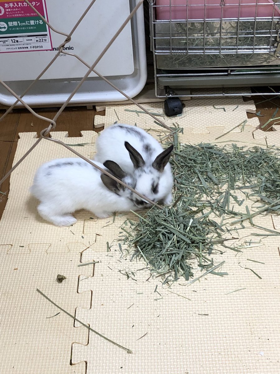 ラブヒロたぬいさん Auf Twitter 目が開く前と違ってママを出すと仔うさぎたちもついていくかわいいね とにかく食べる食べるあげるご飯の量たりなかったかな 今日から多めに入れよう もしかしたらほとんどお乳離れ済んだのかな ラブヒロたぬいさん Auf Twitter 目が開く前と違ってママを出すと仔うさぎたちもついていくかわいいね とにかく食べる食べるあげるご飯の量たりなかったかな 今日から多めに入れよう もしかしたらほとんどお乳離れ済んだのかな