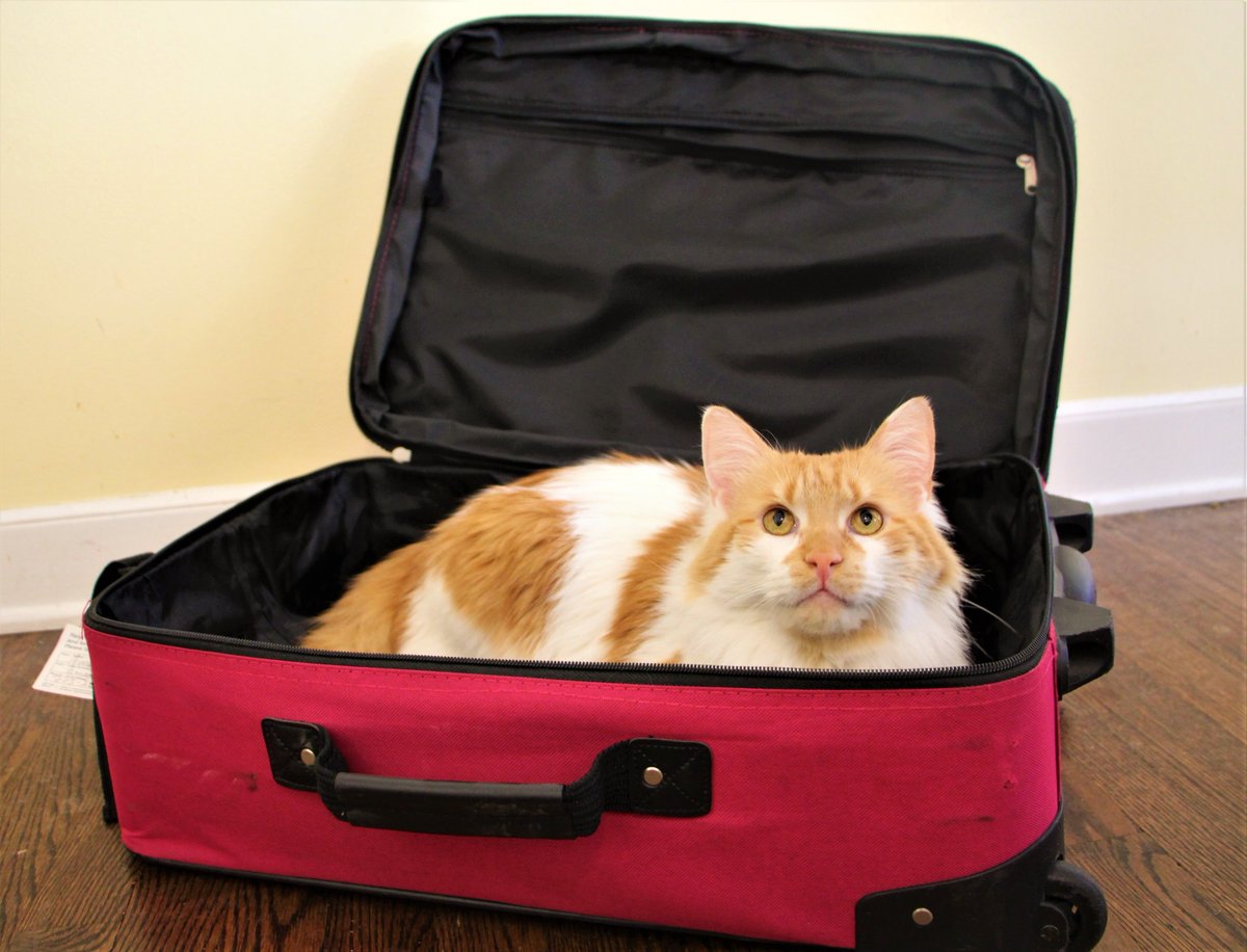 RoadTabby's tweet photo. 🎶She's leaving home after living alone for so many years (Bye-Bye)🎶...But not until the CoronaVirus quarantine is over!

Inspiration: She's Leaving Home, Album: Sgt. Pepper's Lonely Hearts Club Band, Released: May 26, 1967
#TheBeatles #SgtPepper #Catsoftwitter #BeatlesCats https://t.co/IU20GzvTTd