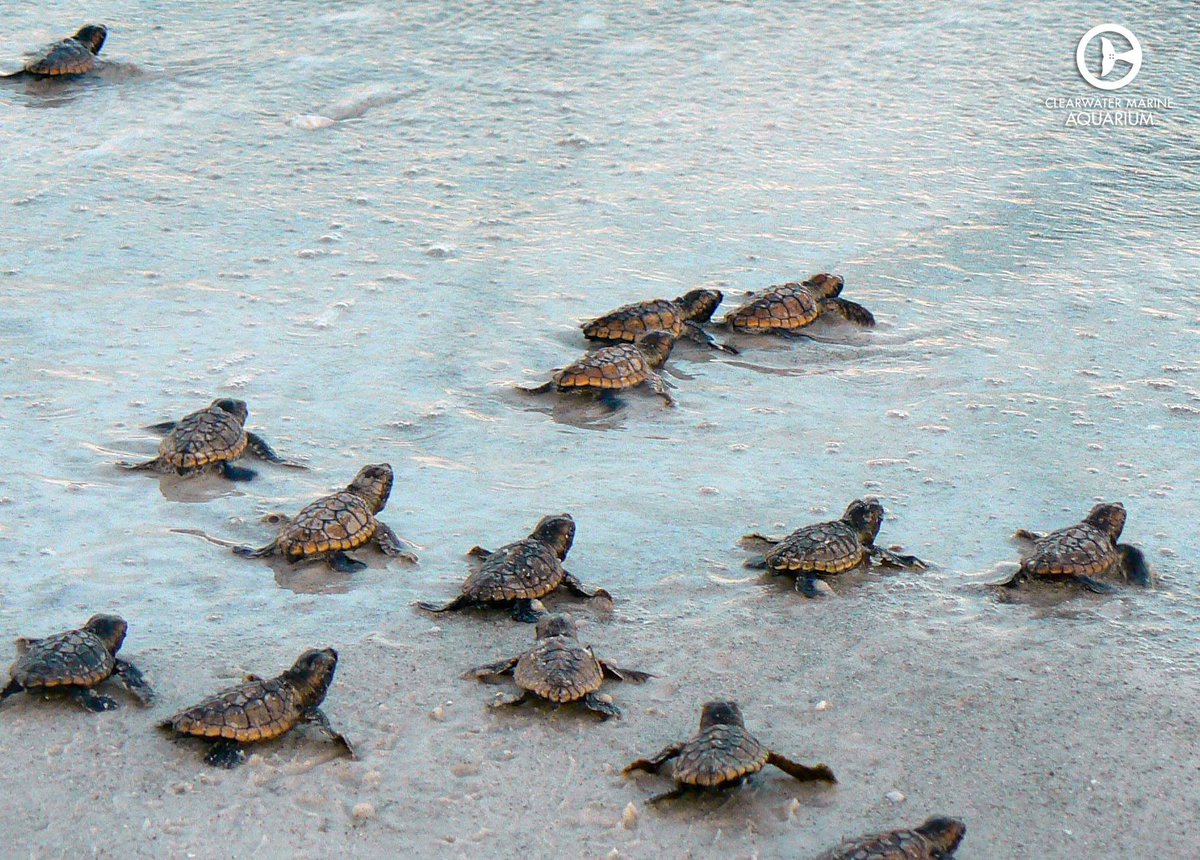 CMAquarium's tweet photo. Last season we monitored 254 nests, which produced a total of 12,237 live sea turtle hatchlings!

#SeaTurtleAwarenessDay https://t.co/wVP5cCB6q7