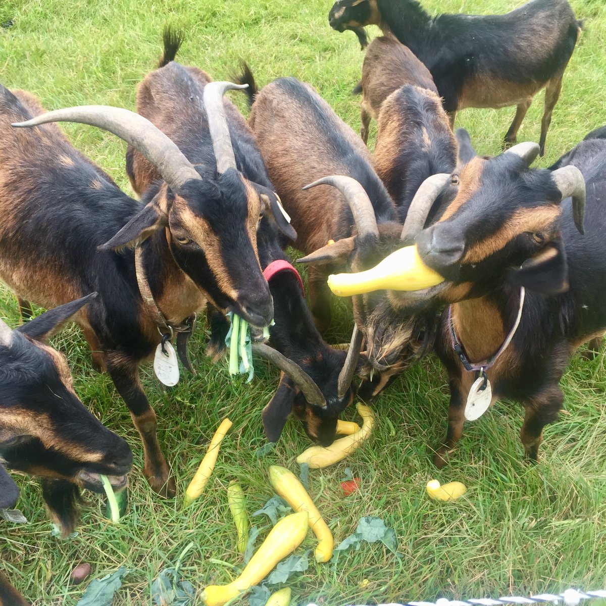 As I feel just a bit like a deer in the headlights with all the unknowns, I look to the past to smile at and look toward the future with hope. Enjoy a wonderful SCI goat picture from last summer! #sanclementeislandgoats #ebranchllc #goats
#wisconsinfarm #livestockconservancy