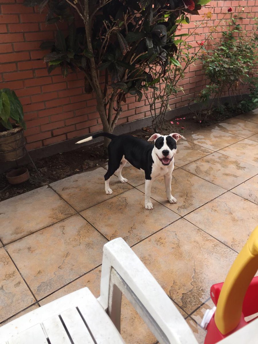 Melissita1204's tweet photo. #ENCONTRADA Ayer 03.04 en el parque Paititi (San Miguel, Lima, Perú) en la mañana. Buscamos a su familia. Se nota que es de casa, está limpia y cuidada. Por favor ayúdame con un RT para llegar hasta su familia @MuniSanMiguelPE Info whatsapp 984266855 https://t.co/b8naVv55eN