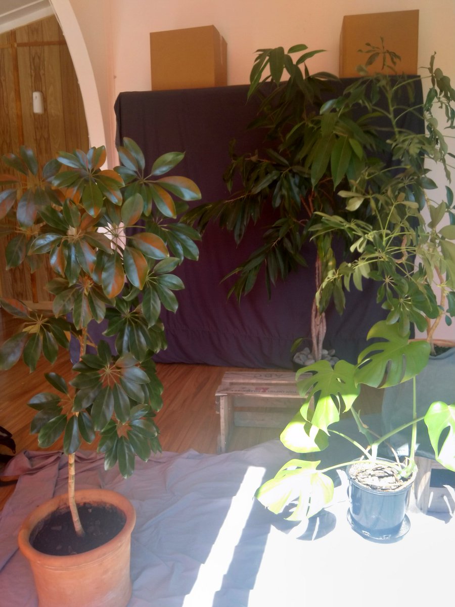 Bringing the outdoors indoors &amp; having fun with <a href="/Photoshop/">Adobe Photoshop</a> 👍🌿 #isolation or oasis? 
#COVID19nz #covid19 #canonnz #PhotographyIsArt #photography #selfportrait #mentalhealth #expat #blogger #blog #plants #create #positivity