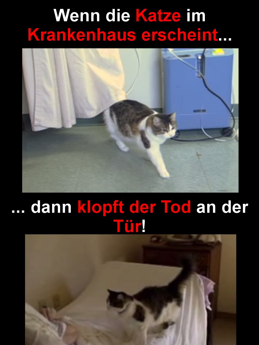 Be Funnytastic On Twitter Wenn Diese Katze Im Krankenhaus Erscheint Klopft Der Tod An Die Tur Unglaublich Aber Wahr In Einem Pflegeheim Im Us Bundesstaat Rhode Island Sagt Eine Katze Den Tod Von Menschen