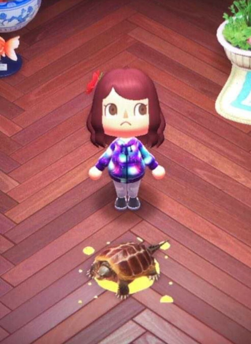 Pets In Animal Crossing Anna Blog