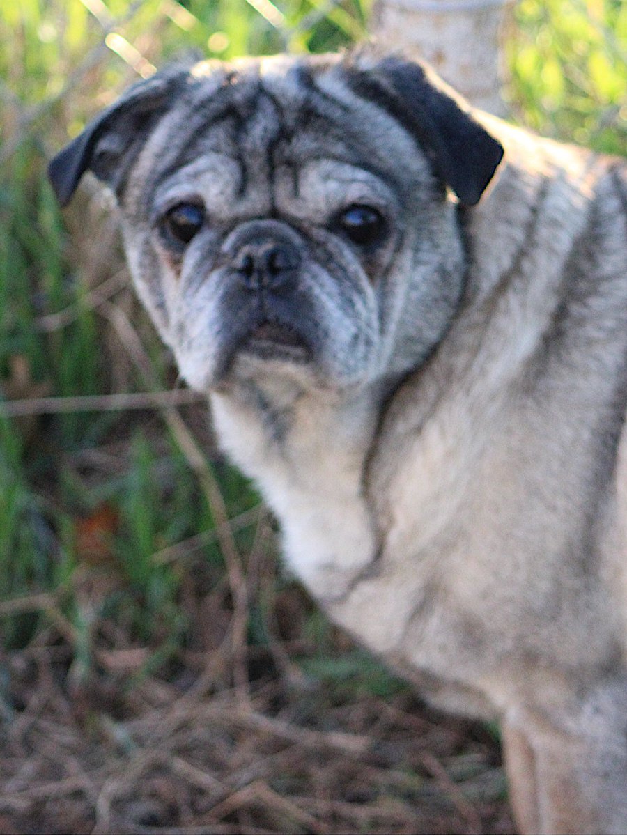 Twister is here with a serious Big Pug discussion. This is the time of month when we usually ask for dog food donations. But things are different this month. Amazon is out of our food, & Chewy is experiencing extended ship times. So if you can donate, we have a special request: