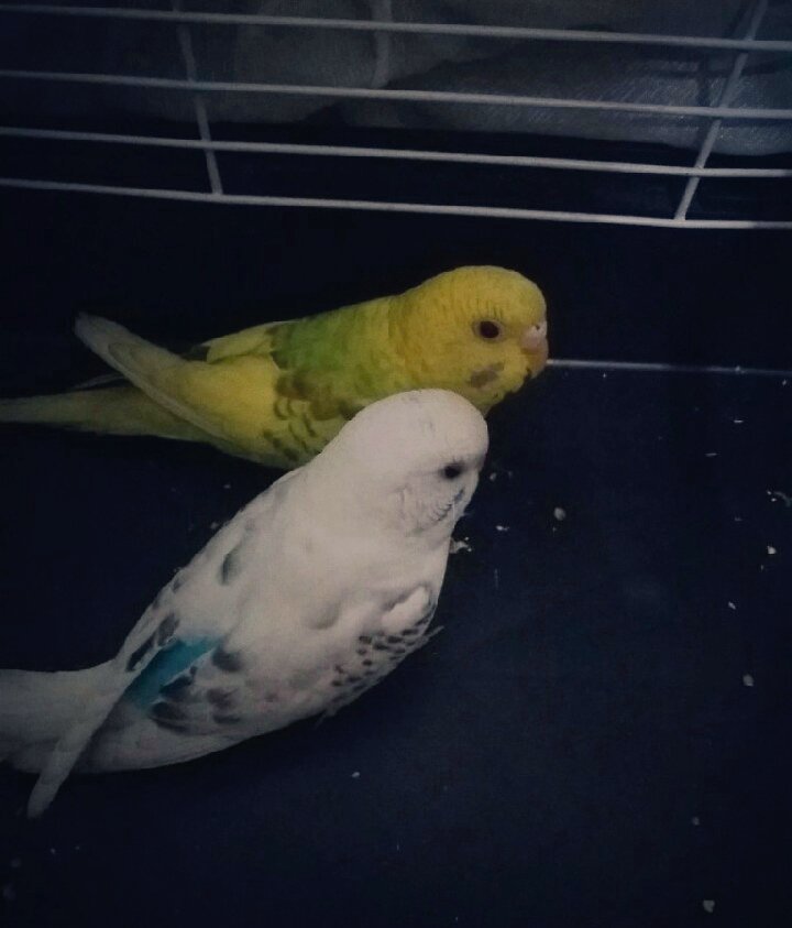 zinnarii's tweet photo. My babies😍 #Missingbirds 🌏😕 https://t.co/4C6jaTHmMX