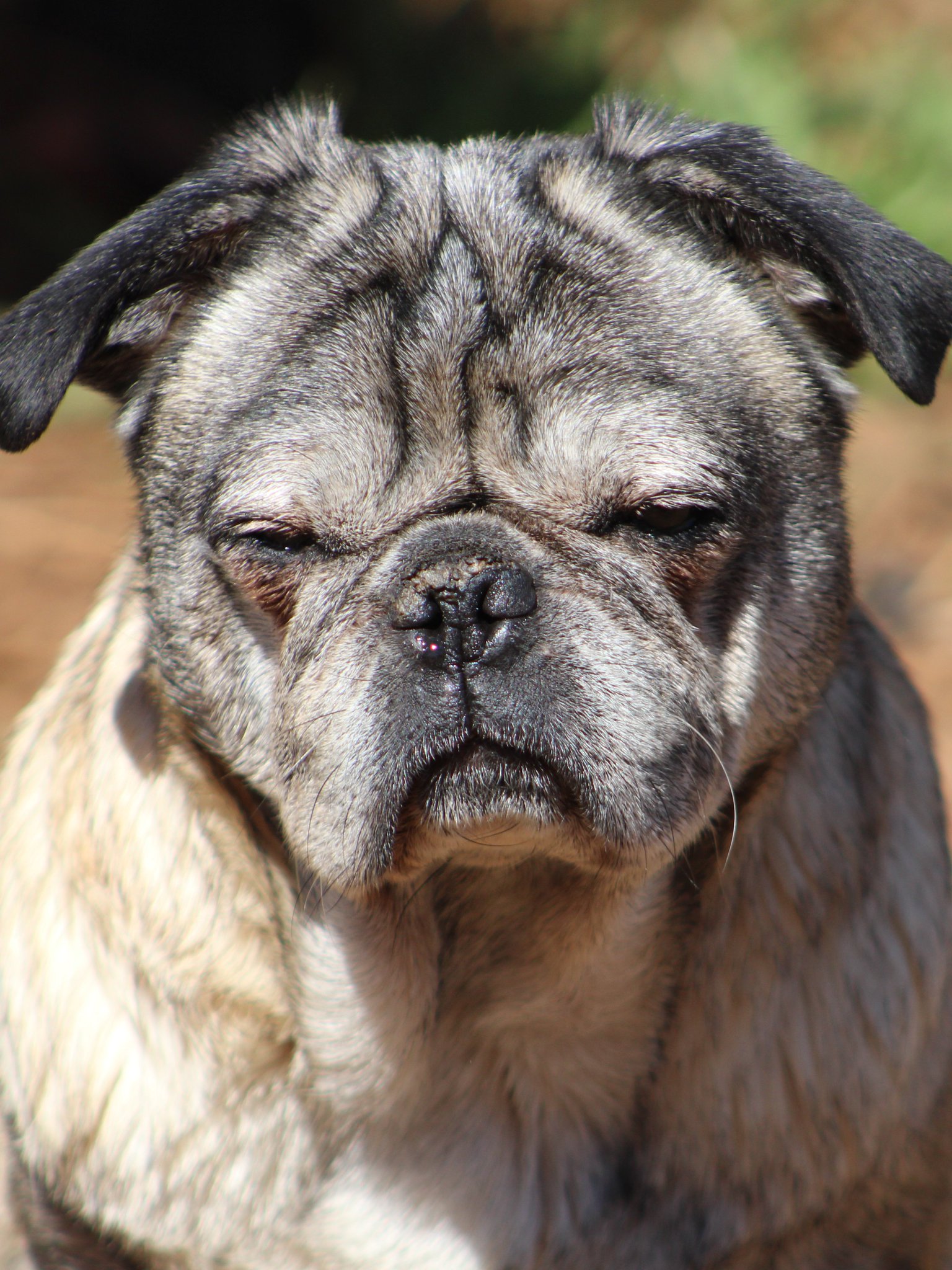 pug sanctuary near me