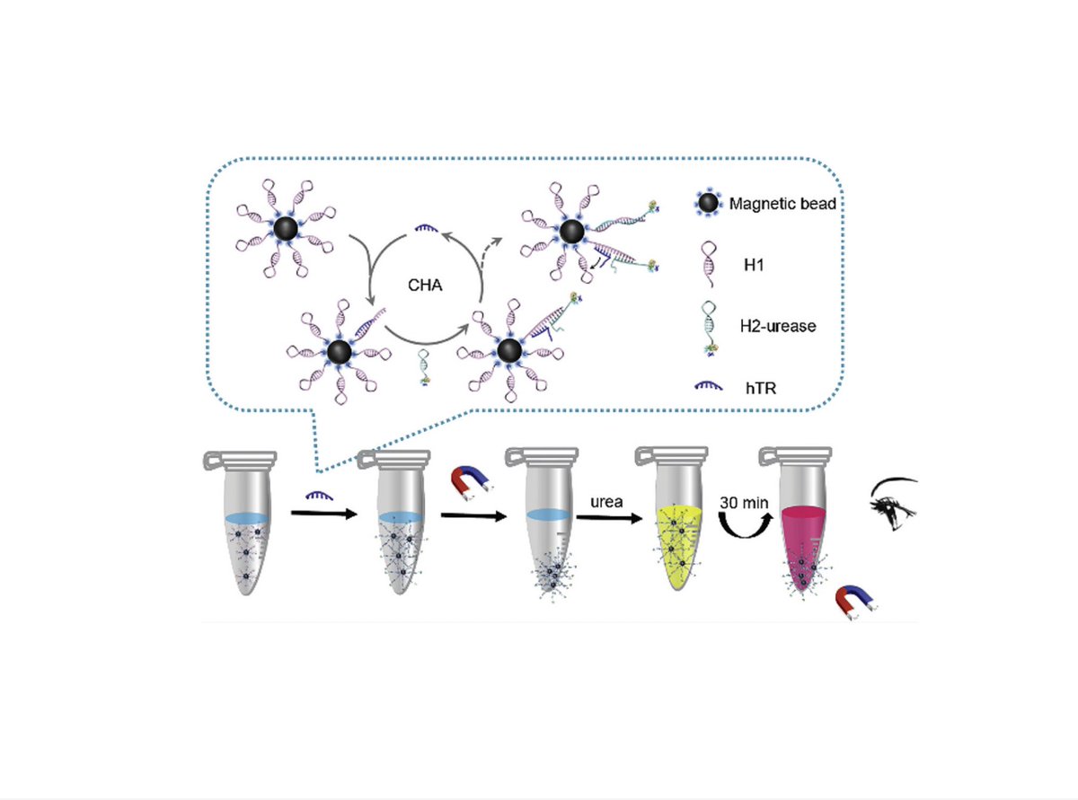 There's a 3rd type of RNA test being developed  @mason_lab called RT-LAMP (Reverse Transcription Loop-mediated Isothermal Amplification). Advantages are simplicity, low cost, and insensitivity to contaminants from bloodor sputum   https://tinyurl.com/tdsza5n  3/8