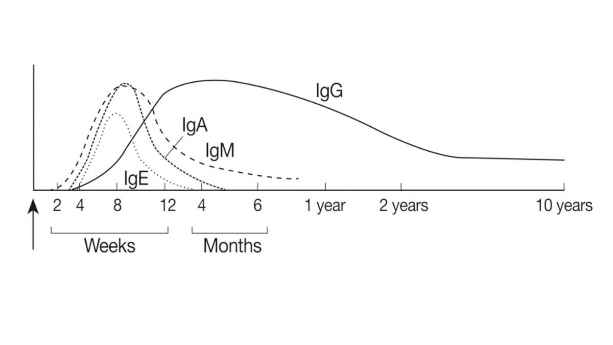 How do you know you've had  #COVID_19 if  #coronaviruses are cleared out the body after 3 weeks? Here, the 3rd type of test is used. It detects your IgM (early antibodies) & IgG (which are later, more permanent ones). The switch from making IgM to IgG is called seroconversion. 4/8